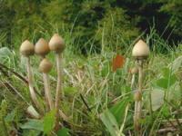 Psilocybin